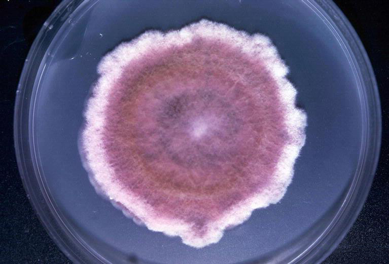 Fusarium -tricinctum-1